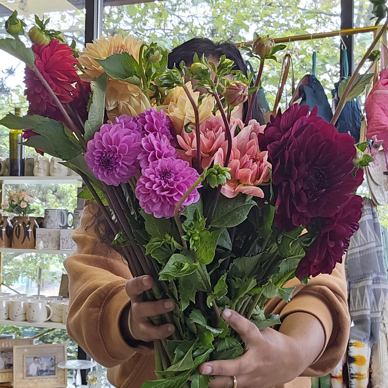 Dahlias: A Vibrant Journey Through History, Meaning, and Care