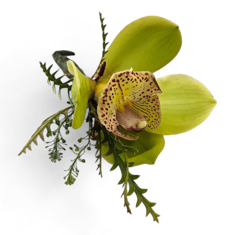 Cymbidium Elegance Boutonniere