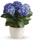 Happy Hydrangea - Blue