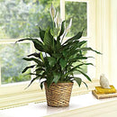 Simply Elegant Spathiphyllum - Medium