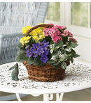 Spring Has Sprung Mixed Basket