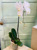 ELegant Orchid