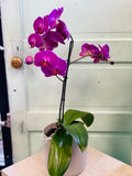 ELegant Orchid